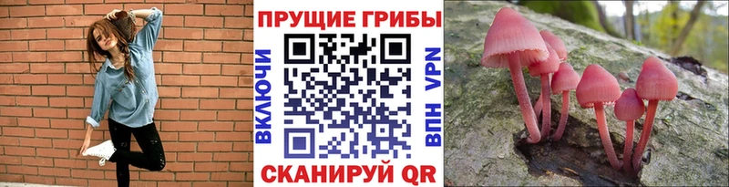 Галлюциногенные грибы MAGIC MUSHROOMS где можно купить наркотик Тайга